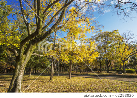 大阪城公園銀杏和樹林的秋葉在大阪的秋天景點 62298020