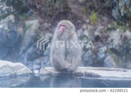 A Japanese snow monkey or Macaque with hot spring 62298521