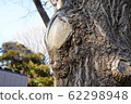 wood  62298948