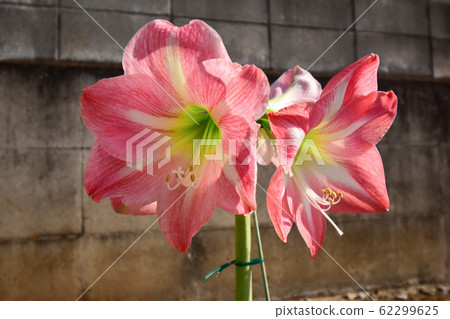 Amaryllis Amaryllis 62299625