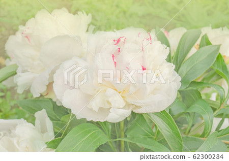 White peony flower. White peony in the garden White peony flower. White peony in the garden 62300284
