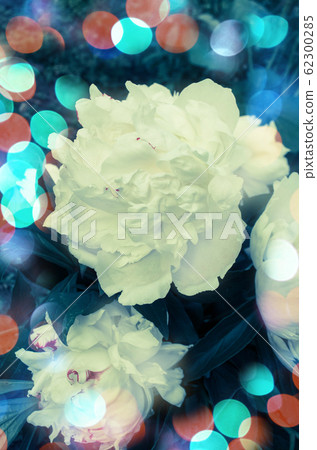 White peony flower White peony flower 62300285