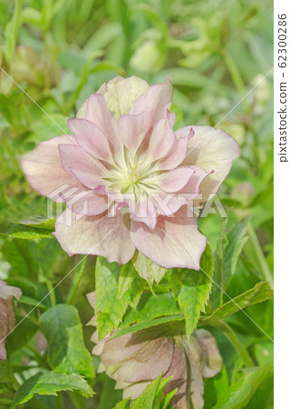 Hellebore Double Ellen Picotee Hellebore Double Ellen Picotee 62300286