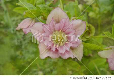 Hellebore Double Ellen Picotee Hellebore Double Ellen Picotee 62300386