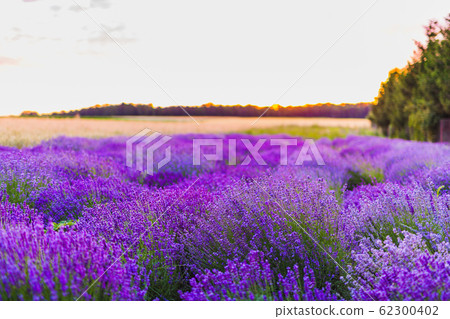 Beautiful Violet Lavender Field Agriculture Beautiful Violet Lavender Field Agriculture 62300402
