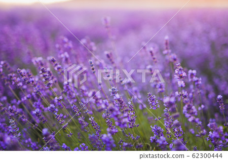 Beautiful Violet Lavender Field Agriculture 62300444