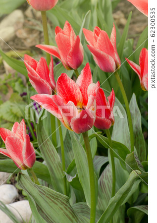 Beautiful tulip with stripe. Czaar Peter tulip 62300535
