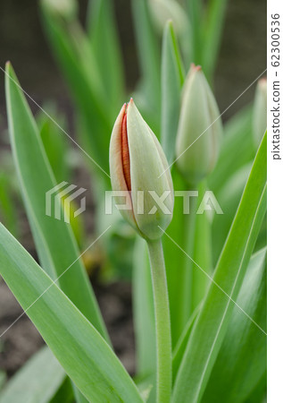 Green tulip bud with leaves. Tulip bud growing Green tulip bud with leaves. Tulip bud growing 62300536