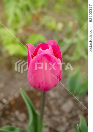 Beautiful pink tulip triumph Barcelona. Tulips Beautiful pink tulip triumph Barcelona. Tulips 62300537