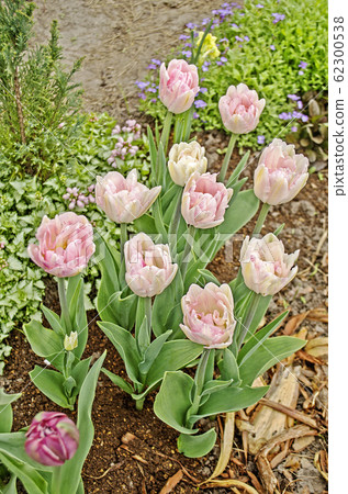 Pink tulips in garden Pink tulips in garden 62300538