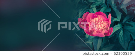 Blooming red peony banner. Empty copy space 62300539