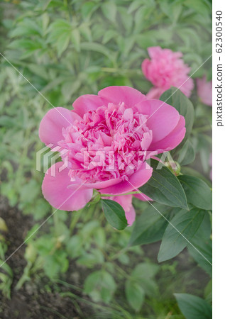 Pink peonies in the garden Pink peonies in the garden 62300540