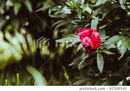 Blooming red peony in the garden Blooming red peony in the garden 62300542