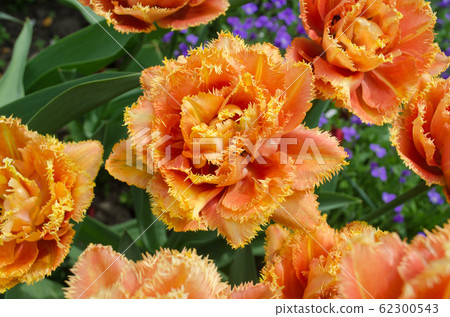 Sensual Touch tulip. Orange double petal tulip 62300543