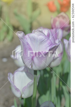Closeup Triumph tulip Shirley in flowerbed Closeup Triumph tulip Shirley in flowerbed 62300544
