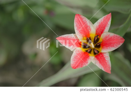 Beautiful tulip with stripe. Czaar Peter tulip 62300545