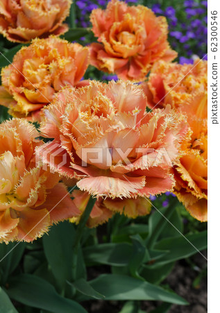 Sensual Touch tulip. Orange double petal tulip Sensual Touch tulip. Orange double petal tulip 62300546