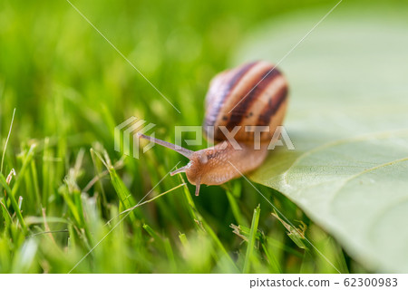 Beautiful lovely snail in grass with morning dew. 62300983