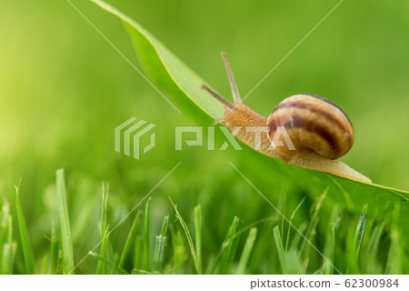 Beautiful lovely snail in grass with morning dew. Beautiful lovely snail in grass with morning dew. 62300984