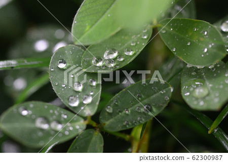 花生葉上的水滴 62300987