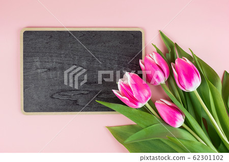 Pink tulip flower on blue wood table background Pink tulip flower on blue wood table background 62301102