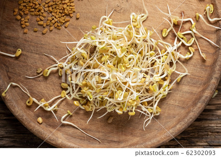 Fenugreek sprouts, with dry seeds in the background 62302093