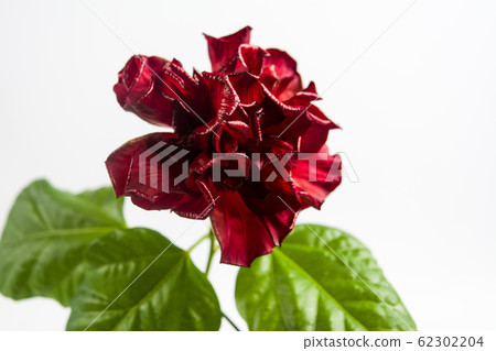 Hibiscus blossom isolated flower on a white 62302204
