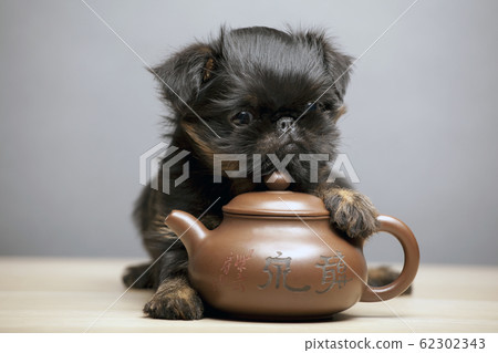 dog portrait teapot wooden table dog portrait teapot wooden table 62302343