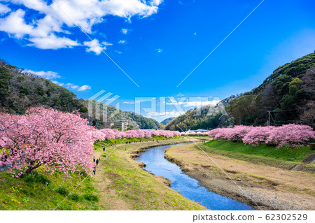 Minamiizu Town Kawazu Sakura Minamiizu Town Kawazu Sakura 62302529