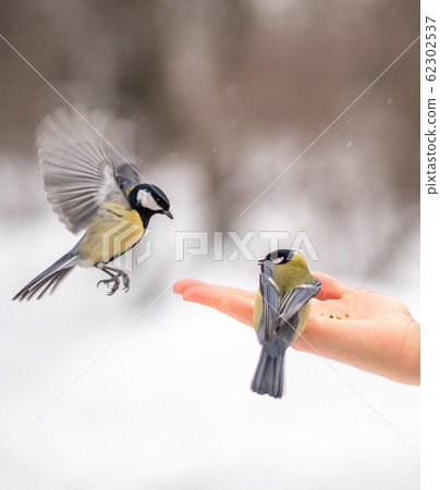 Girl feeds a tit from a palm. Girl feeds a tit from a palm. 62302537