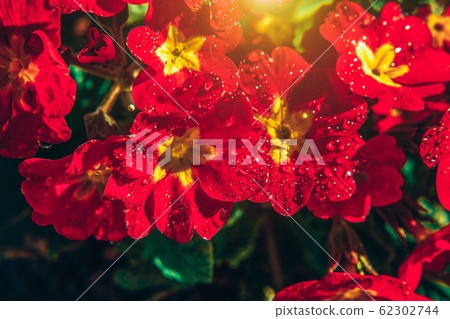 Primrose with red flowers. Inspirational natural 62302744