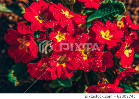 Primrose with red flowers. Inspirational natural 62302745
