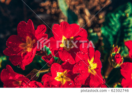 Primrose with red flowers. Inspirational natural 62302746