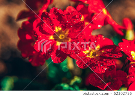Primrose with red flowers. Inspirational natural Primrose with red flowers. Inspirational natural 62302756