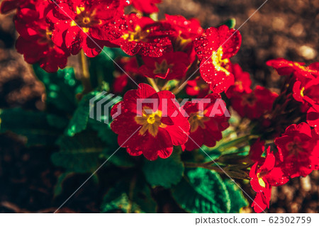 Primrose with red flowers. Inspirational natural 62302759