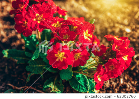 Primrose with red flowers. Inspirational natural 62302760