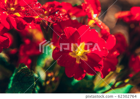 Primrose with red flowers. Inspirational natural 62302764