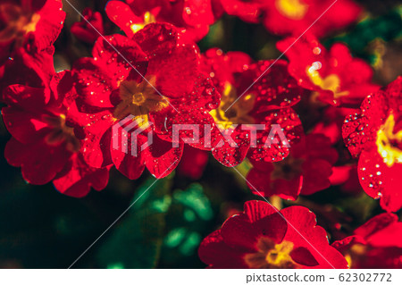 Primrose with red flowers. Inspirational natural 62302772