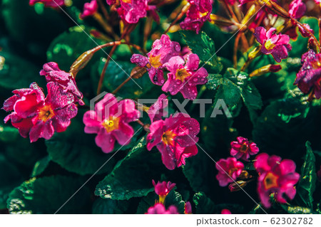 Primrose with pink flowers. Inspirational natural Primrose with pink flowers. Inspirational natural 62302782