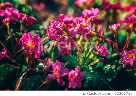Primrose with pink flowers. Inspirational natural 62302783