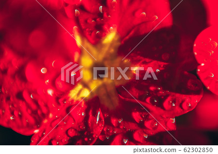 Primrose with red flowers. Inspirational natural Primrose with red flowers. Inspirational natural 62302850