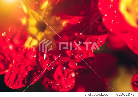 Primrose with red flowers. Inspirational natural 62302875