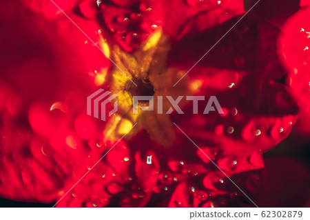 Primrose with red flowers. Inspirational natural 62302879