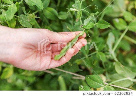 Gardening and agriculture concept. Female farm Gardening and agriculture concept. Female farm 62302924