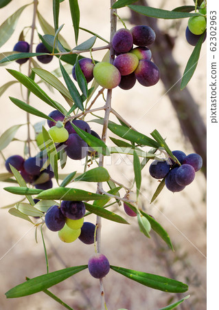 Purple and green olive ripen on wild olive tree Purple and green olive ripen on wild olive tree 62302963