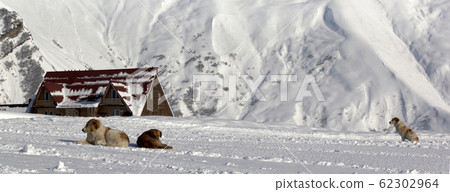 Dogs on snowy ski slope in high winter mountains Dogs on snowy ski slope in high winter mountains 62302964