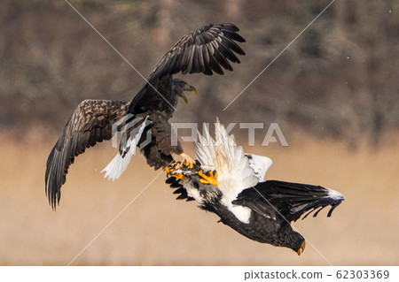 The sea eagle and white-tailed eagle 62303369