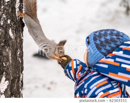 A little child in winter feeds a squirrel with a nut.  62303531