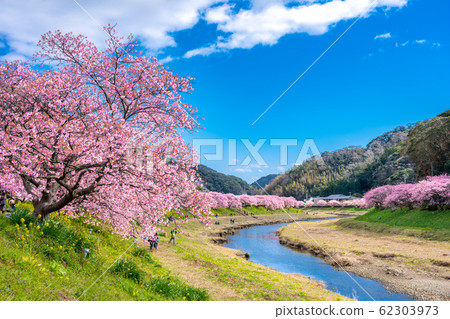 南伊豆町川津櫻 62303973