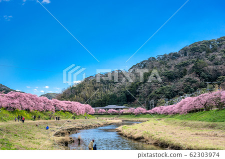 南伊豆町川津櫻 62303974
